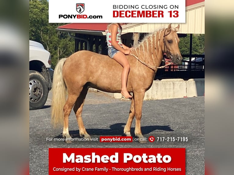 Weitere Ponys/Kleinpferde Wallach 7 Jahre 112 cm Palomino in Lebanon, PA