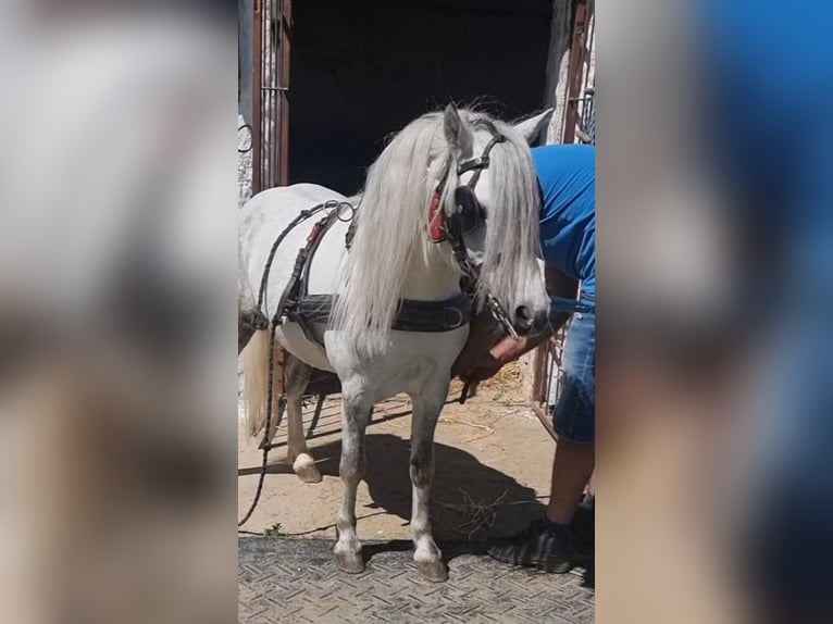 Weitere Ponys/Kleinpferde Wallach 7 Jahre 120 cm Schimmel in Rechnitz