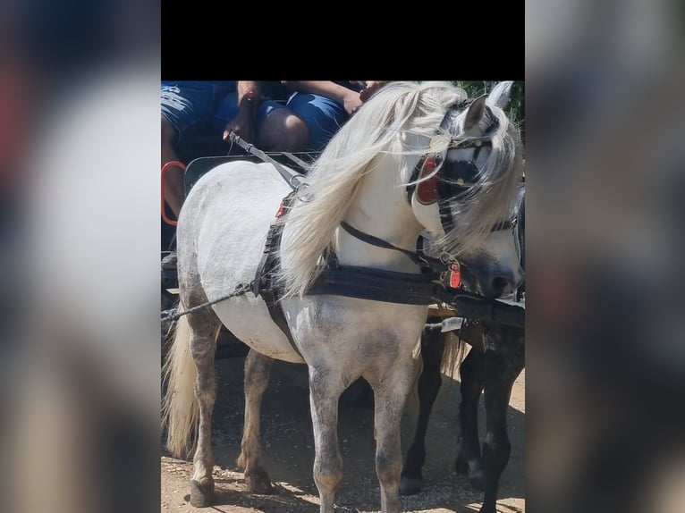 Weitere Ponys/Kleinpferde Wallach 7 Jahre 120 cm Schimmel in Rechnitz