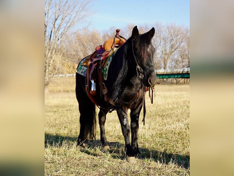 Weitere Ponys/Kleinpferde Wallach 7 Jahre 130 cm Rappe in Valley Springs