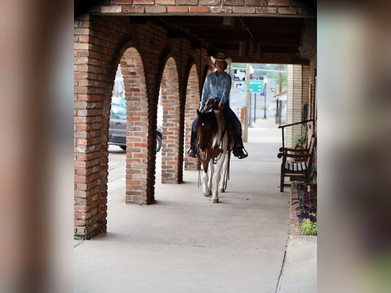 Weitere Ponys/Kleinpferde Wallach 7 Jahre 135 cm in Grand Saline, TX