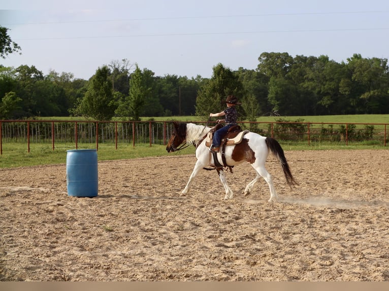 Weitere Ponys/Kleinpferde Wallach 7 Jahre 135 cm in Grand Saline, TX