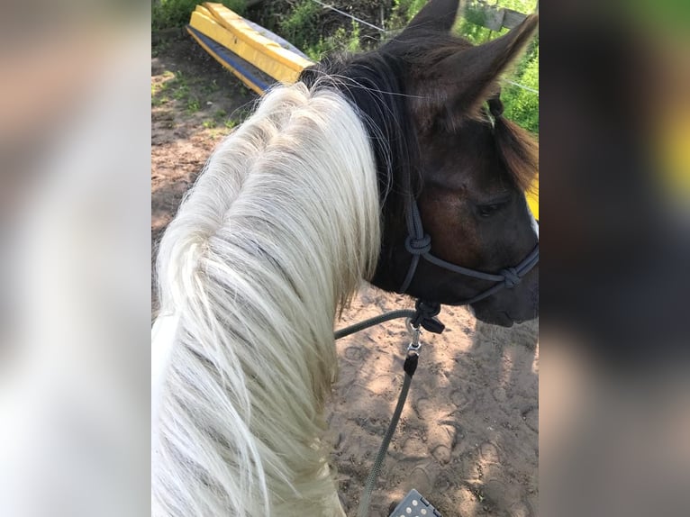 Weitere Ponys/Kleinpferde Mix Wallach 7 Jahre 138 cm Schecke in Sehnde