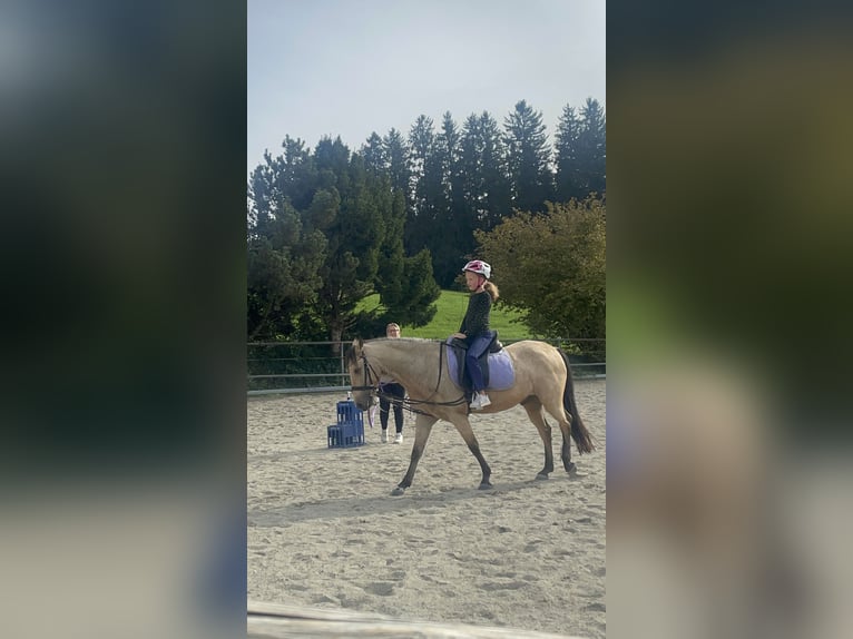 Weitere Ponys/Kleinpferde Mix Wallach 7 Jahre 140 cm Falbe in Achberg