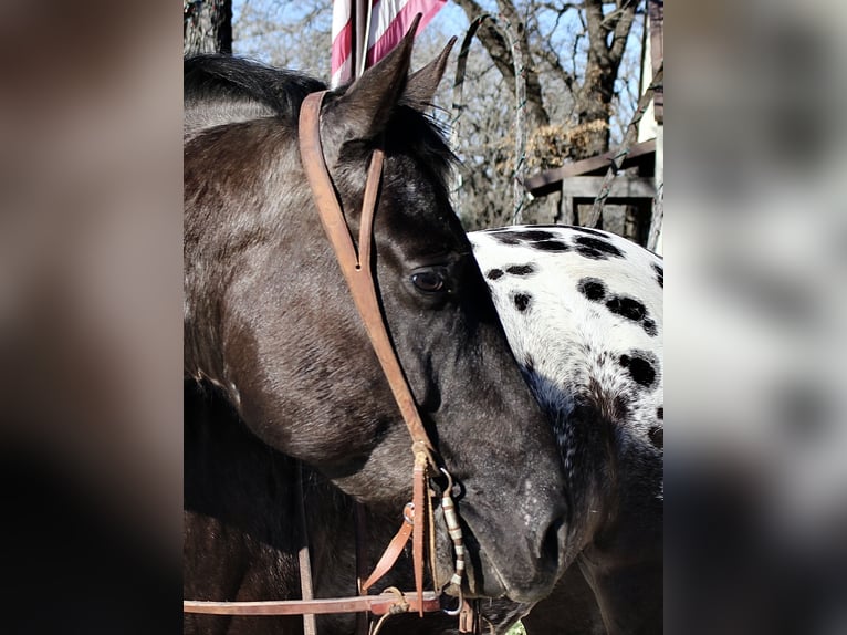 Weitere Ponys/Kleinpferde Wallach 7 Jahre 140 cm Rappe in Lipan