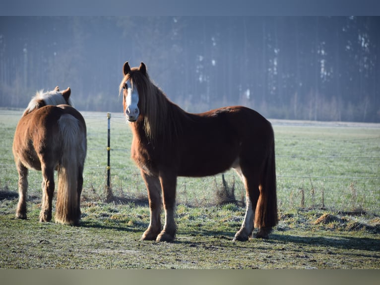 Weitere Ponys/Kleinpferde Mix Wallach 7 Jahre 150 cm Fuchs in Emmering