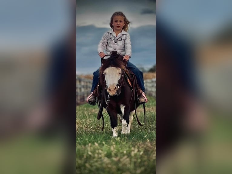 Weitere Ponys/Kleinpferde Wallach 7 Jahre 86 cm Schecke in Greensburg