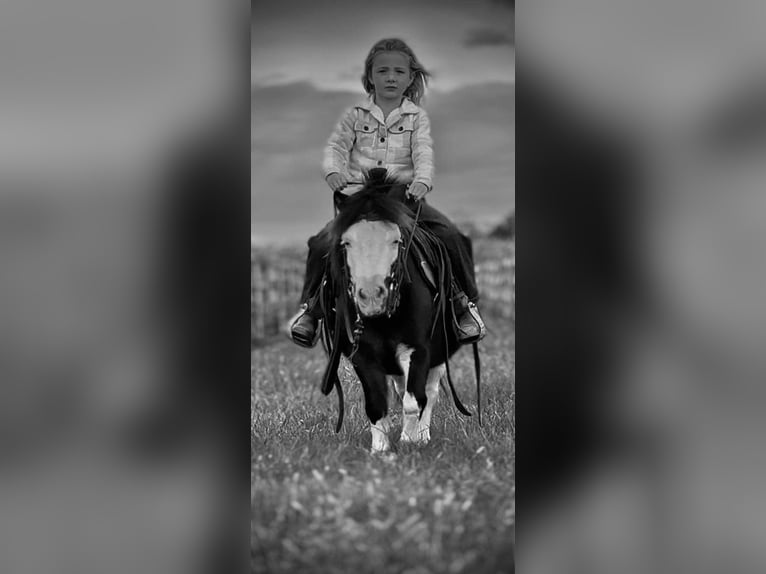 Weitere Ponys/Kleinpferde Wallach 7 Jahre 86 cm Schecke in Greensburg