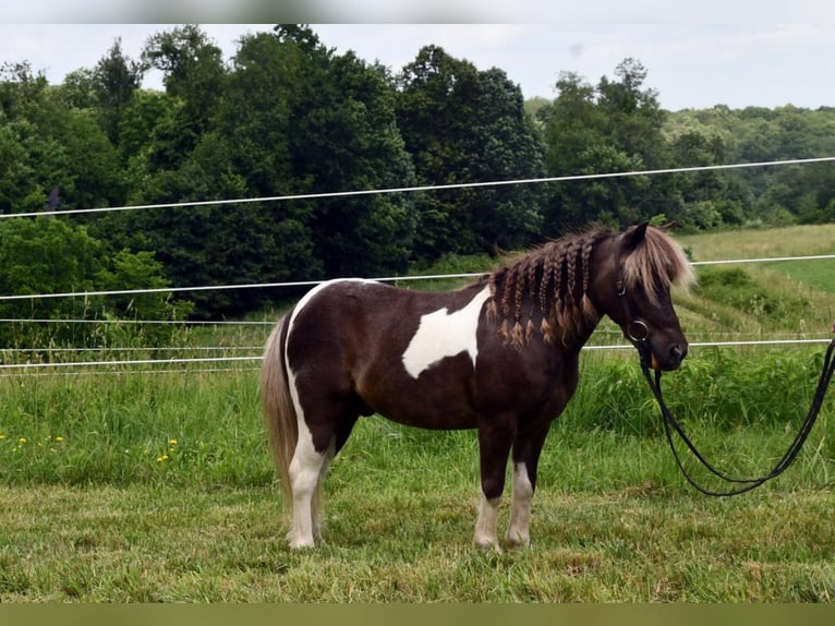 Weitere Ponys/Kleinpferde Wallach 7 Jahre 89 cm in Strasburg, OH