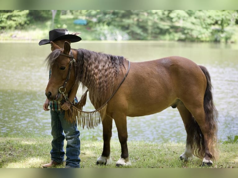 Weitere Ponys/Kleinpferde Wallach 7 Jahre 97 cm Rotfuchs in Somerset, PA