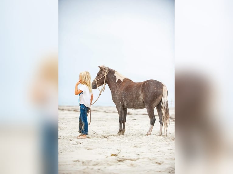 Weitere Ponys/Kleinpferde Wallach 7 Jahre in Joshua, TX