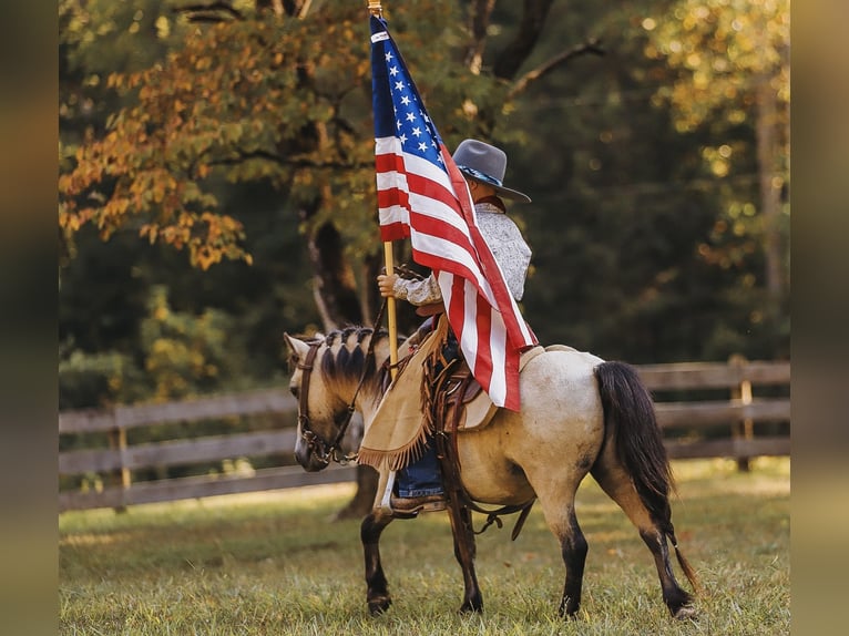 Weitere Ponys/Kleinpferde Wallach 8 Jahre 102 cm Buckskin in Lyles, TN