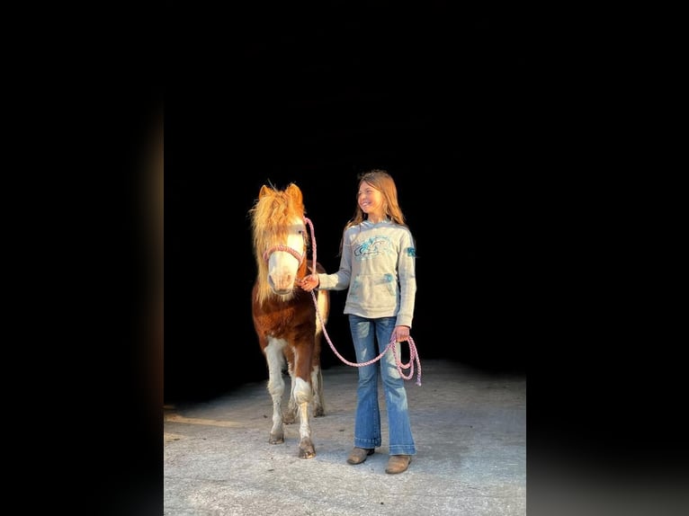 Weitere Ponys/Kleinpferde Wallach 8 Jahre 112 cm in Millen, GA