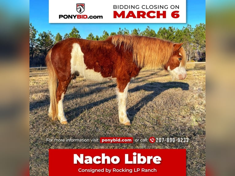 Weitere Ponys/Kleinpferde Wallach 8 Jahre 112 cm in Millen, GA