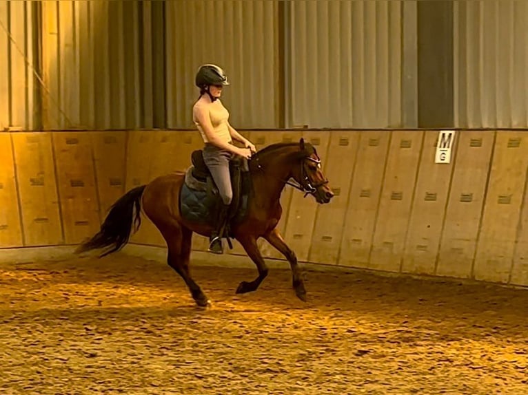 Weitere Ponys/Kleinpferde Wallach 8 Jahre 120 cm Brauner in Neustadt (Wied)