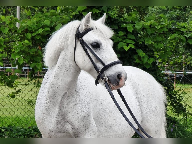 Weitere Ponys/Kleinpferde Wallach 8 Jahre 130 Cm Schimmel In Dortmund