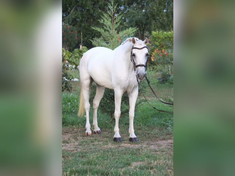 Weitere Ponys/Kleinpferde Wallach 8 Jahre 135 cm White in Békésszentandrás