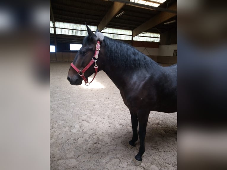 Weitere Ponys/Kleinpferde Wallach 8 Jahre 150 cm Dunkelbrauner in Bretzfeld