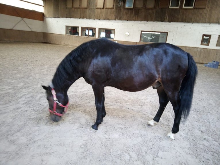 Weitere Ponys/Kleinpferde Wallach 8 Jahre 150 cm Dunkelbrauner in Bretzfeld