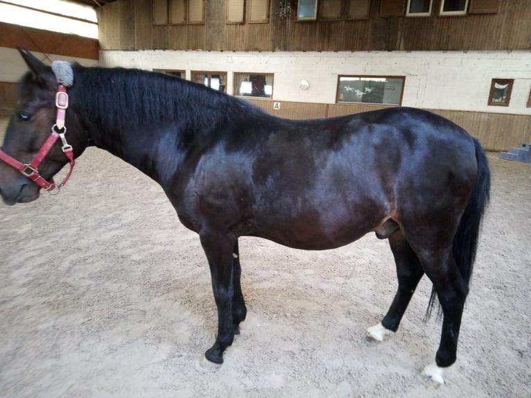 Weitere Ponys/Kleinpferde Wallach 8 Jahre 150 cm Dunkelbrauner in Bretzfeld