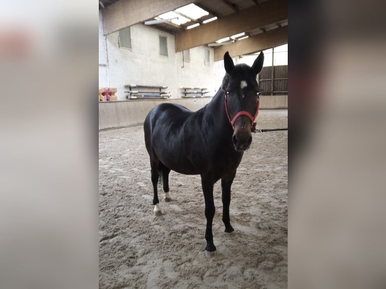 Weitere Ponys/Kleinpferde Wallach 8 Jahre 150 cm Dunkelbrauner in Bretzfeld