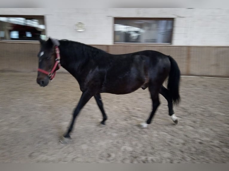 Weitere Ponys/Kleinpferde Wallach 8 Jahre 150 cm Dunkelbrauner in Bretzfeld