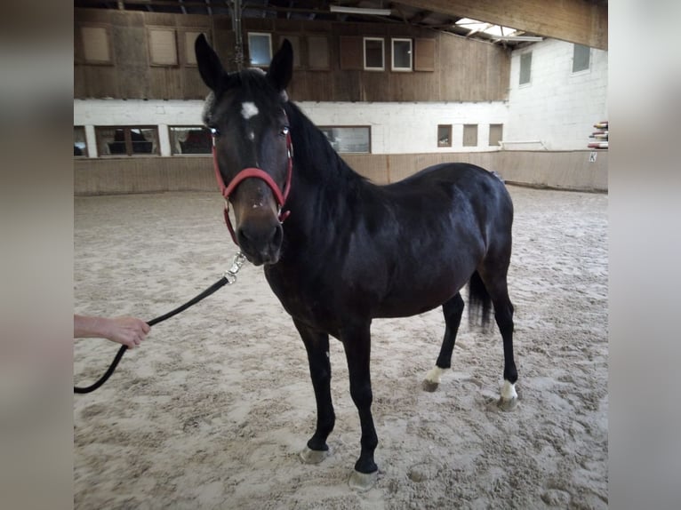 Weitere Ponys/Kleinpferde Wallach 8 Jahre 150 cm Dunkelbrauner in Bretzfeld