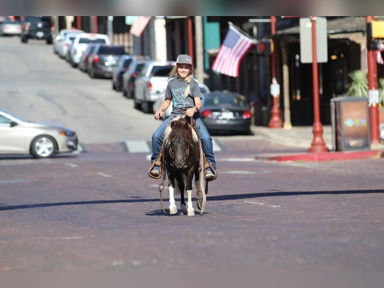 Weitere Ponys/Kleinpferde Wallach 8 Jahre 91 cm Rappe in Joshua, TX