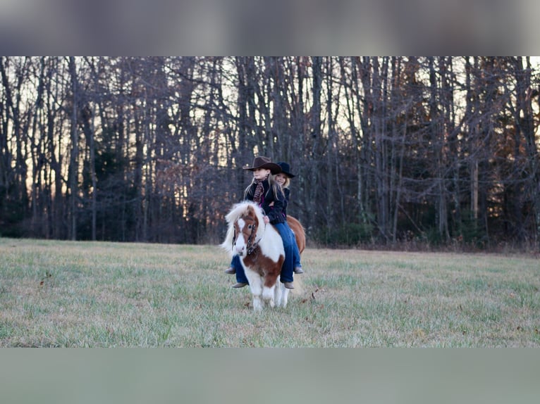 Weitere Ponys/Kleinpferde Wallach 8 Jahre 91 cm in Clarion, PA