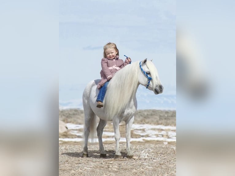 Weitere Ponys/Kleinpferde Wallach 8 Jahre 94 cm Schimmel in Cody, WY