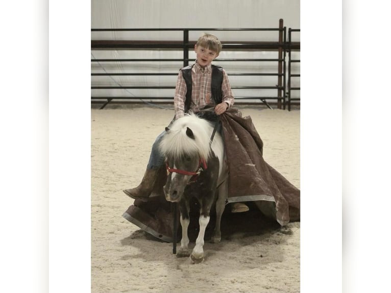 Weitere Ponys/Kleinpferde Wallach 8 Jahre 94 cm in Jamesport, NY