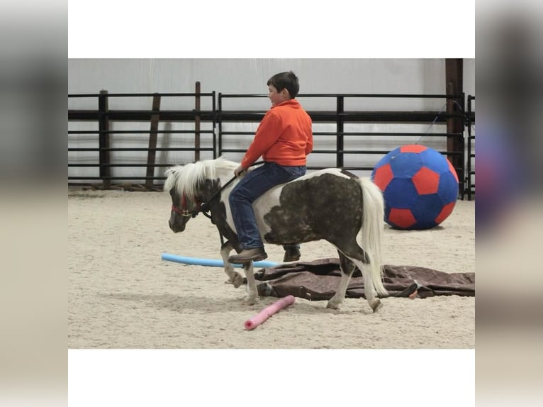 Weitere Ponys/Kleinpferde Wallach 8 Jahre 94 cm in Jamesport, NY