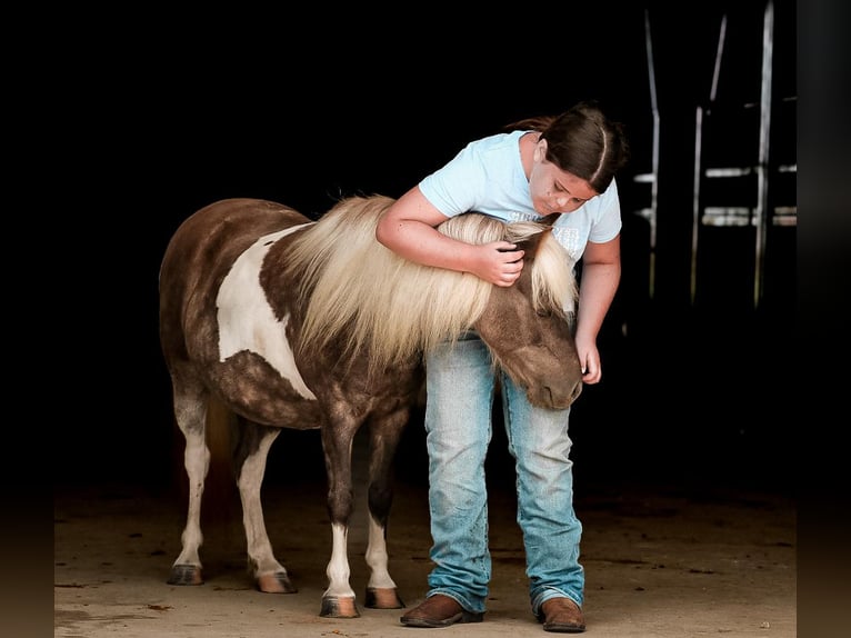 Weitere Ponys/Kleinpferde Wallach 8 Jahre 97 cm in Sullivan, IL