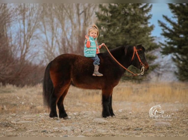 Weitere Ponys/Kleinpferde Wallach 8 Jahre 97 cm Rotbrauner in Cody