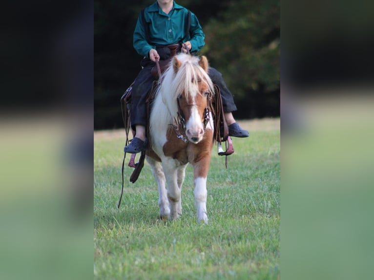 Weitere Ponys/Kleinpferde Wallach 8 Jahre 97 cm Rotfuchs in Cranberry Township