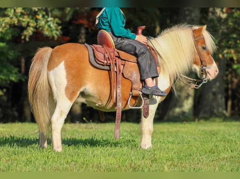 Weitere Ponys/Kleinpferde Wallach 8 Jahre 97 cm Rotfuchs in Cranberry Township