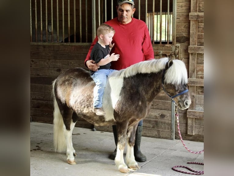 Weitere Ponys/Kleinpferde Wallach 9 Jahre 102 cm in Allentown, NJ