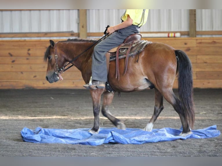 Weitere Ponys/Kleinpferde Wallach 9 Jahre 109 cm Rotbrauner in Rebersburg, PA