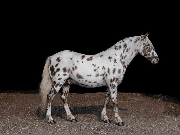 Weitere Ponys/Kleinpferde Wallach 9 Jahre 127 cm White in Woodstock, IL