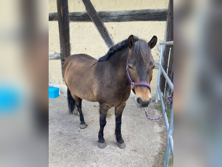 Weitere Ponys/Kleinpferde Wallach 9 Jahre 130 cm Brauner in Sperenberg