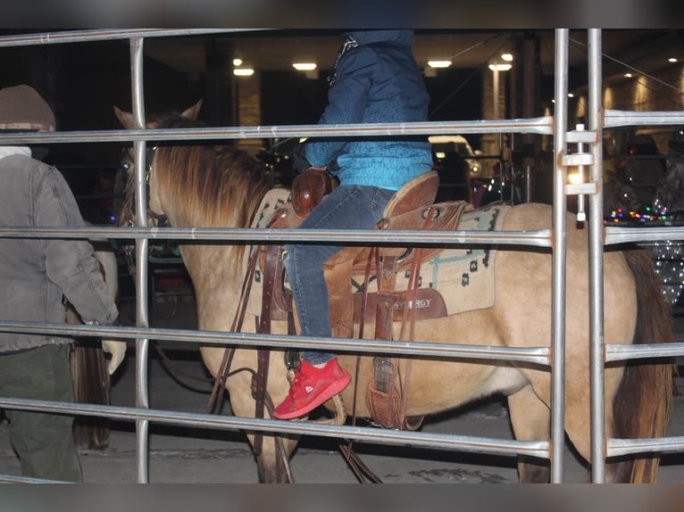 Weitere Ponys/Kleinpferde Wallach 9 Jahre 130 cm Buckskin in Cody, WY