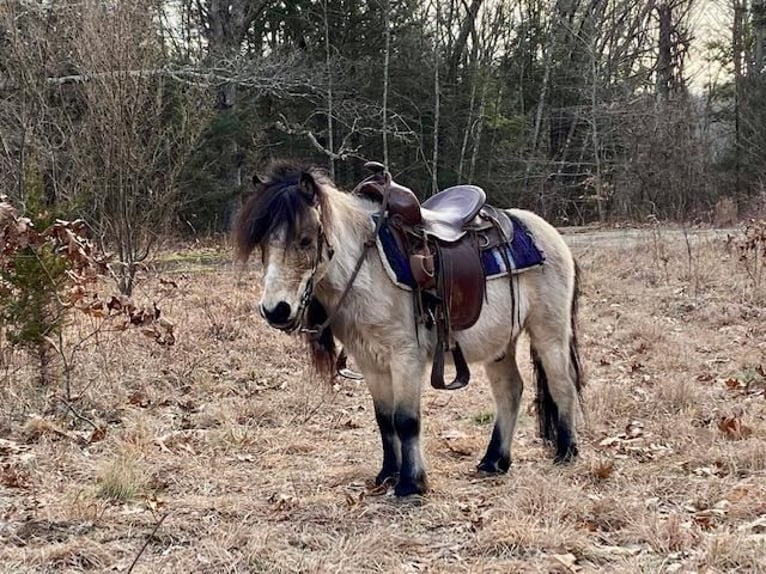 Weitere Ponys/Kleinpferde Wallach 9 Jahre 81 cm Buckskin in Windham, CT