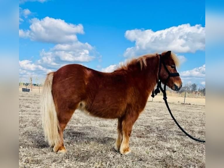 Weitere Ponys/Kleinpferde Wallach 9 Jahre 91 cm Rotfuchs in Islandton, SC