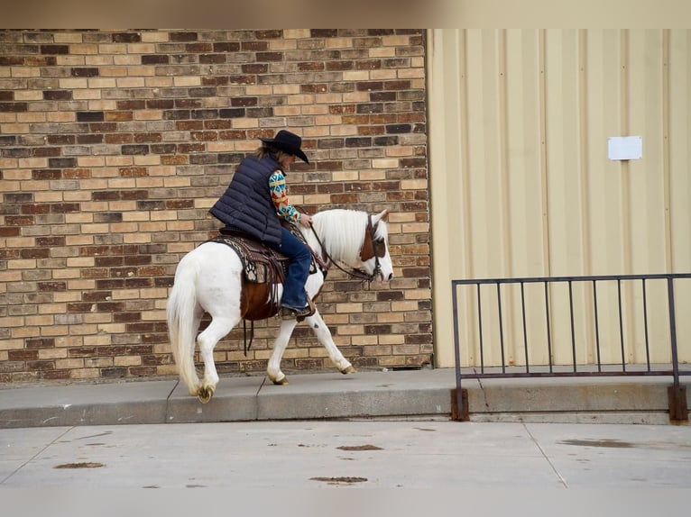 Weitere Ponys/Kleinpferde Wallach 9 Jahre Rotfuchs in Valley Springs, SD