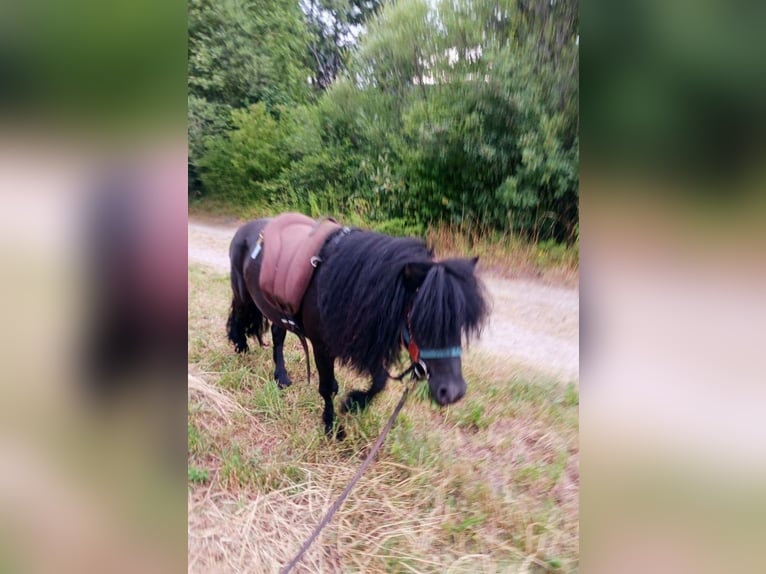 Weitere Ponys/Kleinpferde Hengst 11 Jahre 110 cm Rappe in Paternion Weitere Ponys/Kleinpferde Hengst 11 Jahre 110 cm Rappe in Paternion
