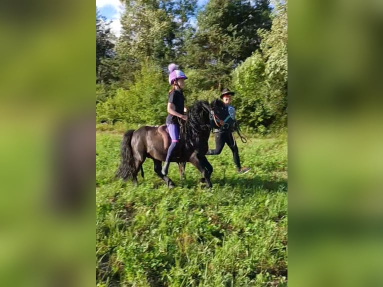 Weitere Ponys/Kleinpferde Hengst 11 Jahre 110 cm Rappe in Paternion Weitere Ponys/Kleinpferde Hengst 11 Jahre 110 cm Rappe in Paternion