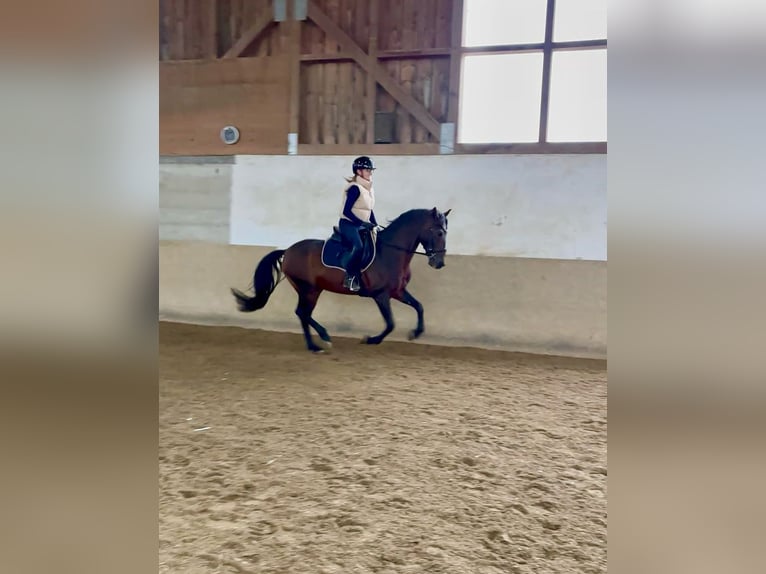 Weitere Ponys/Kleinpferde Hengst 15 Jahre 148 cm Brauner in D&#xFC;rnau