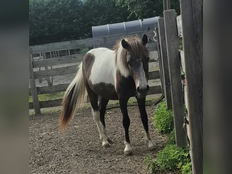Weitere Ponys/Kleinpferde Hengst 1 Jahr 120 cm Schecke in Ledenitzen