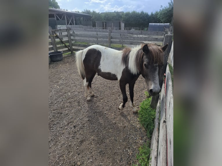 Weitere Ponys/Kleinpferde Hengst 1 Jahr 120 cm Schecke in Ledenitzen