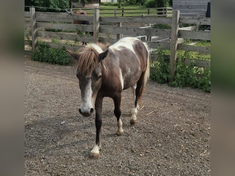 Weitere Ponys/Kleinpferde Hengst 1 Jahr 120 cm Schecke in Ledenitzen